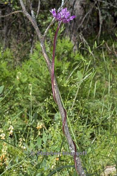 dichelostemma volubile 19 graphic